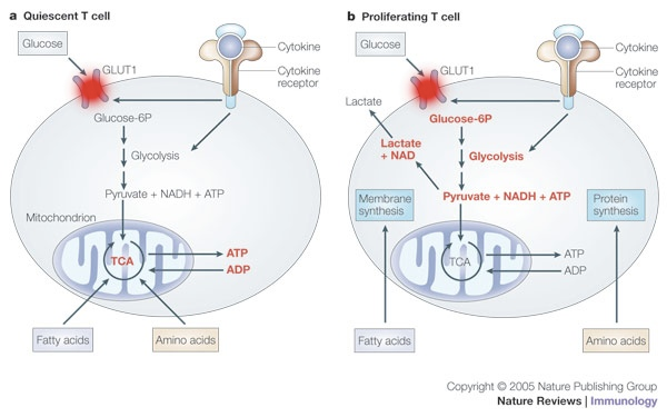 GLUT1 Deficiency Syndrome